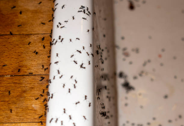 Best Ant Control Services  in Bellefonte, DE