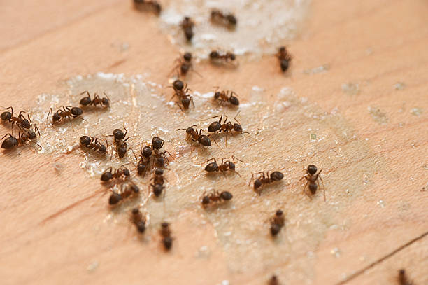 Best Wasp Removal Services  in Bellefonte, DE